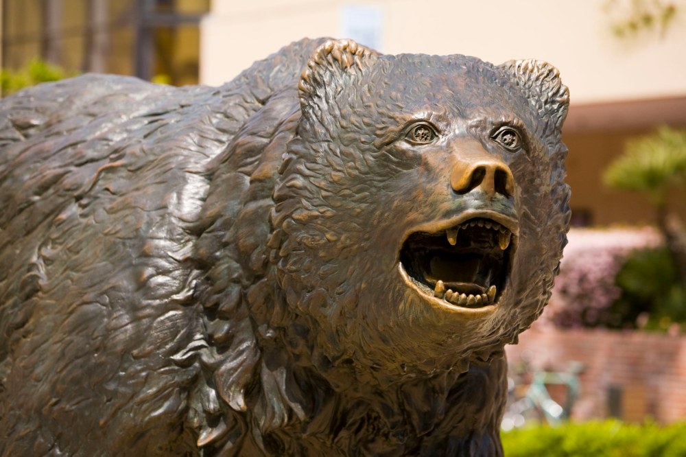 The Bruin Bear---Photo Credit: Reed Hutchinson