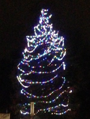 Christmas Tree---Photo Credit: Deborah Wong