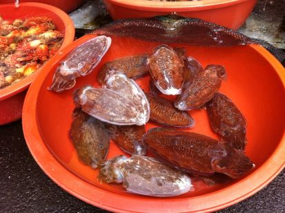 Cuttlefish-- Photo Credit: Hayoung Youn cuttlefish