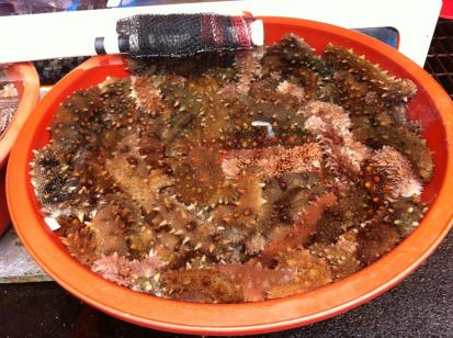 Sea Cucumber-- Photo Credit: Hayoung Youn