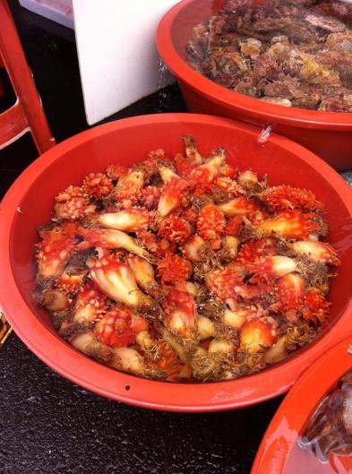 Sea Slug-- Photo Credit: Hayoung Youn